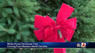 White House Christmas Tree coming from Western North Carolina [upl. by Augusto]