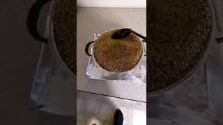 How to Prepare Sorghum milo for grain spawn  Royal Adirondack Mushrooms [upl. by Sierra]