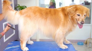 GOLDEN RETRIEVER CAN BE GROOMED ❤️Beautiful video of Trimming amp deshedding [upl. by Ahsinuq]