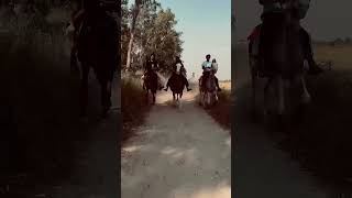 🤙🏼❤️‍🔥❤️‍🔥…horselover horseriding trending viralvideo [upl. by Leerzej]