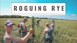 Roguing Rye [upl. by Hanikehs]