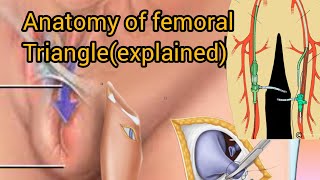 Femoral triangle anatomy  contents and boundaries of femoral triangle [upl. by Beaufert610]