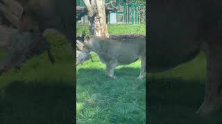 Lions at Blackpool zoo [upl. by Eelram]