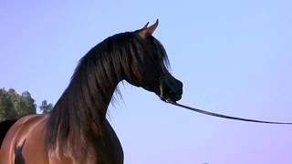 O Arabian  A Film Loveletter to the Incredible Arabian Horse [upl. by Kezer]