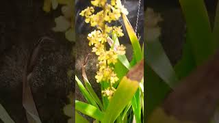 ONCIDIUM SPHACELATUM [upl. by Fleurette]