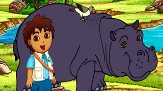 Go Diego Go Diegos Hippo Adventure Game For Kids Full HD Video [upl. by Amekahs373]