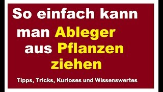 Ableger aus Pflanzen ziehen  Stecklinge machen aus Ästen  Schnell und einfach vermehren [upl. by Keverian257]