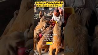 animallover dogowner prudhviroxyvlogs doglover [upl. by Esme]