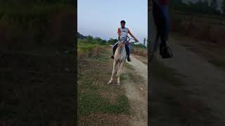 Dont Do This While Riding A Horse  Horse Riding Accident  How To Ride A Horse [upl. by Gnilrets]