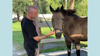 Vinceremos Freedom Reins Veterans Equine Program Testimonials [upl. by Amble587]