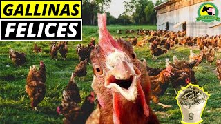 Cómo CRIAR Gallinas Ponedoras En PASTOREO Paso A Paso [upl. by Ayidah902]