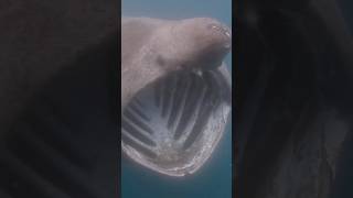 Basking Shark  Gentle Giant [upl. by Karlee]