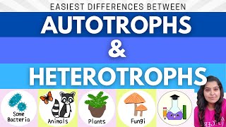 Easiest Difference between Autotrophs and Heterotrophs  What is Autotroph and Heterotroph [upl. by Kerr]