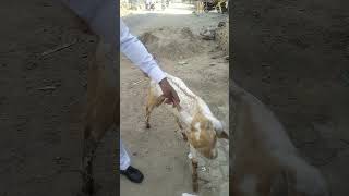 Meningitis in Goat  GID in Goat [upl. by Crysta]