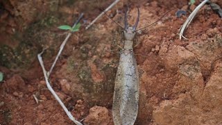 Megaloptera Corydalidae  Corydalus sp [upl. by Giffy]