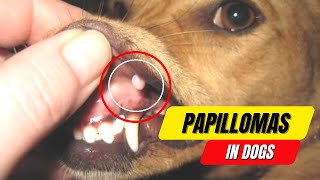 Papillomas in Dogs A Complete Guide to Symptoms and Treatment 2023 [upl. by Nyl497]