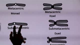 Inter  Chapter 6  Part 3  Metacentric Submetacentric Acrocentric Telocentric chromosomes [upl. by Nyrat898]