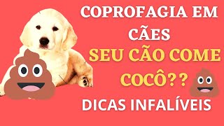 Coprofagia Canina Dicas infalíveis Confira [upl. by Eelyah]