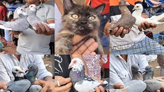 Jama Masjid kabootar Market Delhi🕊2992024 part2🕊Birds cat kabutar Market Delhi [upl. by Eidnyl]