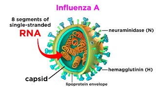 Influenza The Flu [upl. by Seeto207]