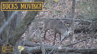 Bucks Chasing Does  THE RUT HAS BEGUN  Deer Hunting 2024 [upl. by Oicnoel]