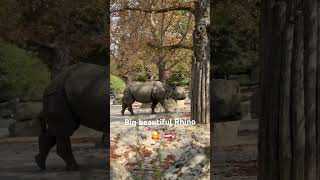 Rhino 🦏 ZooWien Tiergarten Schönbrunn 🇦🇹 travel wildlifephotography rhino schönbrunn [upl. by Eseerehs]