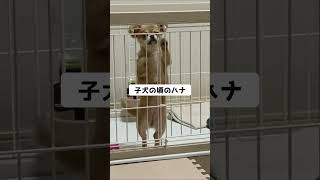 子犬の頃から変わっていないハナw [upl. by Columbus657]