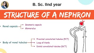 Structure of a nephron  Excretion  B Sc 2nd year  Zoology [upl. by Jevon]