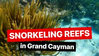 Snorkeling the Stunning Coral Garden in Grand Cayman  Underwater Footage [upl. by Ahselef69]