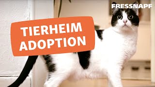 Eine Katze aus dem Tierschutz adoptieren [upl. by Aisilef]