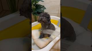 Cute Teacup Puppy Bathing and Grooming  Pet lovers  Bath ASMR viral asmr pink puppy dogbath [upl. by Acissj]