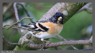 37 oiseaux dans mon jardin  37 birds in my garden [upl. by Macmahon636]