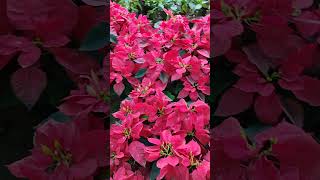 Poinsettia Plant 💐ytshort viralshorts flowers nature music music travel love [upl. by Dodie]