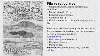 Las fibras reticulares [upl. by Aicilaanna]