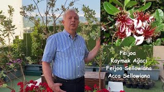 Feijoa Kaymak Ağacı  Feijoa Sellowiana Acca Sellowiana [upl. by Iah935]