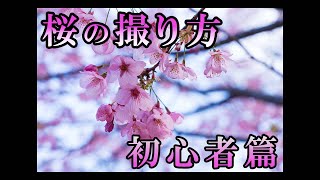 【2024】桜の撮り方初心者篇 [upl. by Tace]