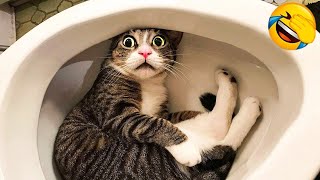 1 Hour Of Funniest Animals 😅 New Funny Cats and Dogs Videos 😸🐶 Part 14 [upl. by Davey]