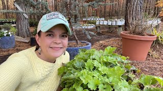 A Secret to Growing Happy Heucheras  Gardening with Creekside [upl. by Aleekahs706]