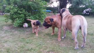 Bullmastiff dogs playing 2016 [upl. by Xanthus9]