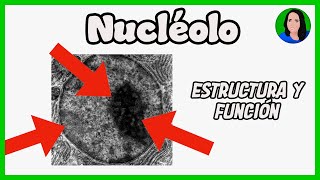 Nucléolo  Célula eucariota Estructura y función [upl. by Ynnam]