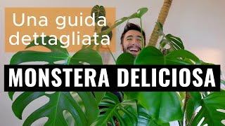 Monstera deliciosa  Una guida dettagliata [upl. by Adnor]