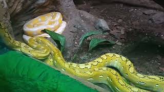 Visitando el herpetario del zoológico de Chapultepec venenos varanos y tortugas [upl. by Etna]