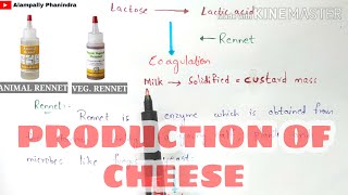 Production of cheese by fermentation  Preperation of cheese  Bio science [upl. by Adnirem690]