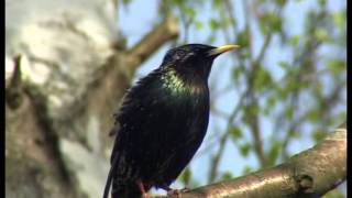 Der Star ein perfekter Imitator und quotBauchrednerquot  Sturnus vulgaris [upl. by Derwon958]