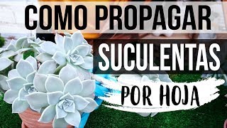 REPRODUCIR SUCULENTAS FÁCIL Y RÁPIDO 2018 PROPAGACION POR HOJA [upl. by Ebeneser634]