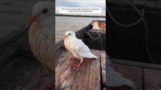 This family rescued a pigeon in distress and then this happened animalshorts shortvideo [upl. by Nnaoj]