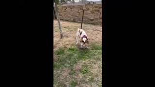 Video of adoptable pet named TXFlash aka Ace [upl. by Amy]