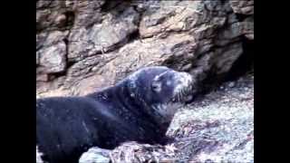 Ντοκιμαντέρ Ψαράδες και Φώκιες  Fisheries and Monk seals documentary [upl. by Kirred]