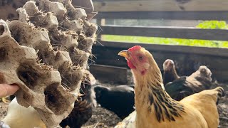 Chickens Flip Out Over 1000 Live Crickets [upl. by Novonod]