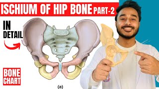 ischium of hip bone anatomy  attachments of hip bone anatomy 3d  bones of lower limb anatomy [upl. by Rusel]